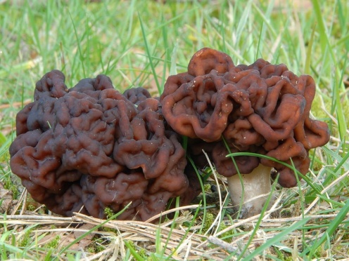 bizarre-mushroom-brain