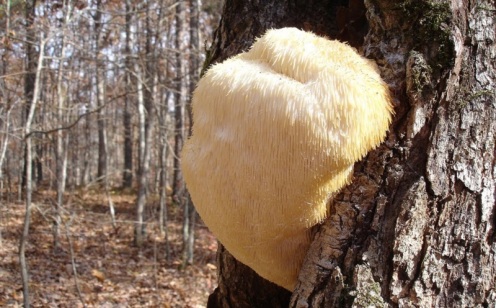 bizarre-mushroom-hericium-erinaceus-fungus